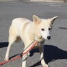 大きなお耳が可愛らしい【マユ】ちゃん サムネイル5