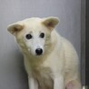 大きなお耳が可愛らしい【マユ】ちゃん