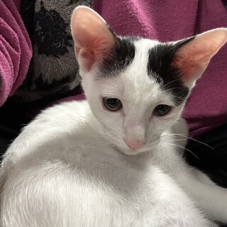 人懐っこい6ヶ月の男の子