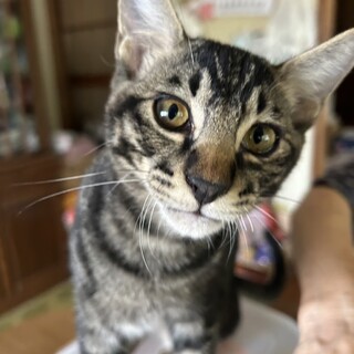 元気いっぱい4ヶ月男の子