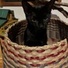可愛い黒猫の女の子　7ヶ月 サムネイル3