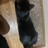 可愛い黒猫の女の子　7ヶ月 サムネイル5