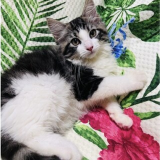 ラグドール×ノルウェージャンフォレストキャット