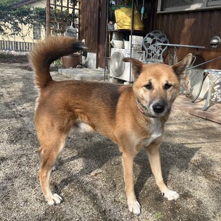 里親決定。龍馬君去勢済み9歳