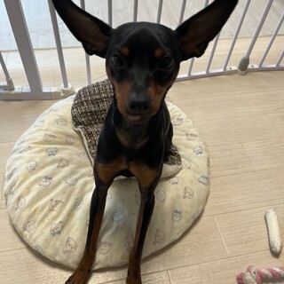 里親募集します