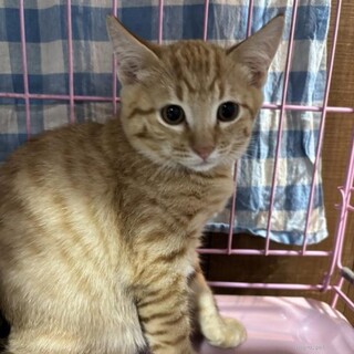 甘えん坊　秋翔くん