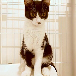 11/9,16駒込　イケメン❤️進次郎くん