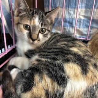 甘えん坊　秋菜ちゃん