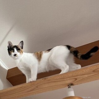 美人三毛猫　ひまわりちゃん