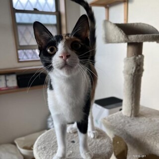 ちょっとだけシャイ　でも実は甘えん坊　すみれちゃん