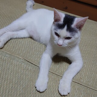 筋肉ムキムキ、センター分けニャン♪