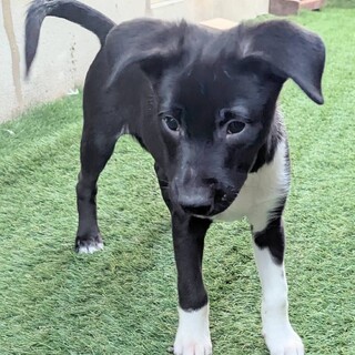 2ヶ月半の男の子【ライズ】