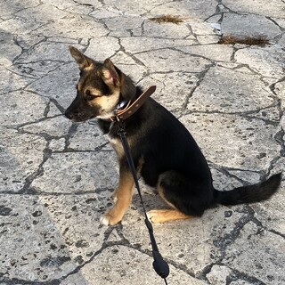 雑種の保護犬（幼犬）の里親様を募集