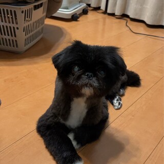 大切にしてくれる方へ！里親募集！