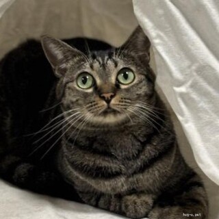 ツンデレなキアラ　実は甘えん坊　