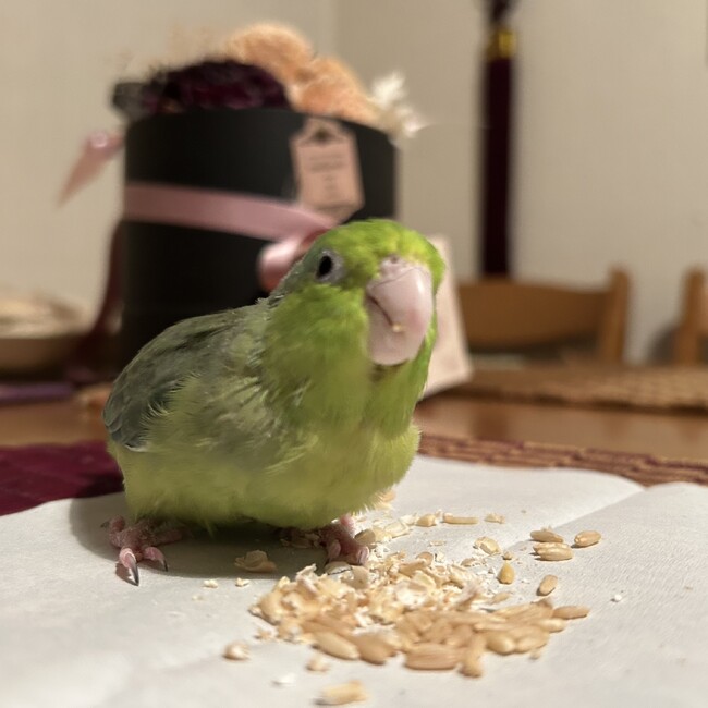 豆子抹茶のカバー写真