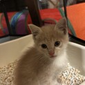 子猫　保護猫　茶白