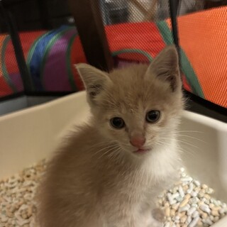 子猫　保護猫　茶白