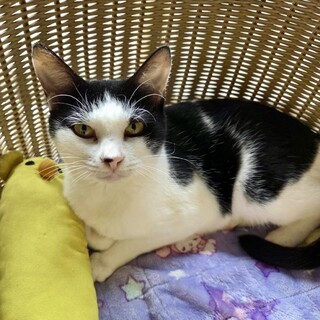 穏やかな性格とても飼いやすい女の子♪のんのちゃん