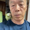 りゅうインコ