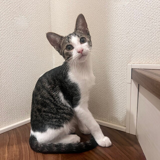 元気いっぱいキジ白の男の子ねこちゃん！