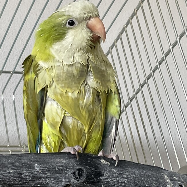 りゅうインコのカバー写真