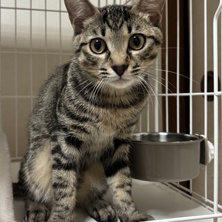 トトロ三兄弟！さつきくん☆