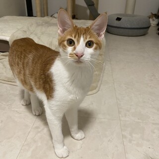 スリゴロな茶トラ女子　ユッケちゃん　7ヶ月