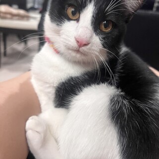 もふもふハチワレ男の子！！