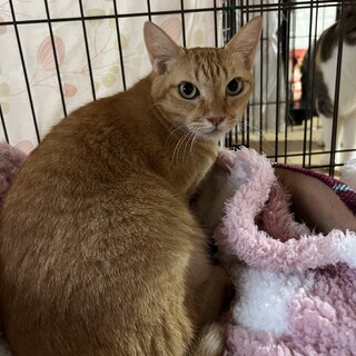 穏やかな茶トラの女の子♪こむぎ