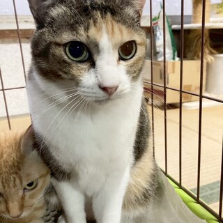 愛嬌たっぷり三毛猫つむぎちゃん♪