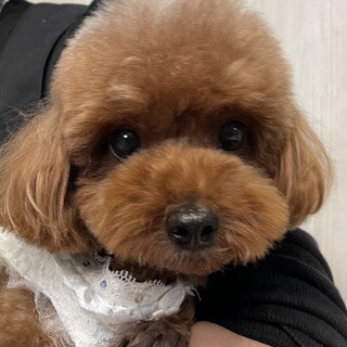 トイプードル・女の子・4歳