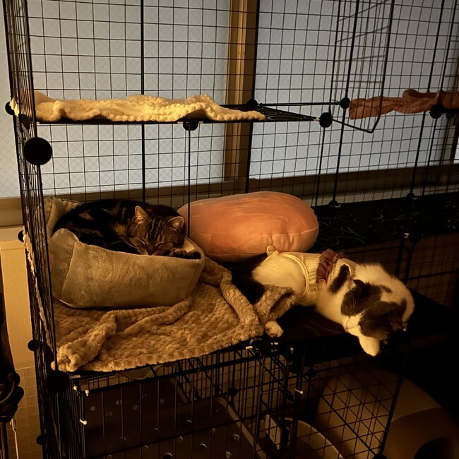 あまりあろーずのカバー写真