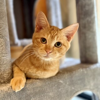 短い猫生を甘々に ★ルック