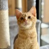 短い猫生を甘々に ★ルック サムネイル4