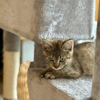 短い猫生を甘々に ★ミルキー