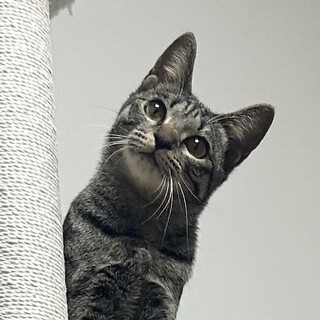 天真爛漫縞模様がオシャレなクロワッサン