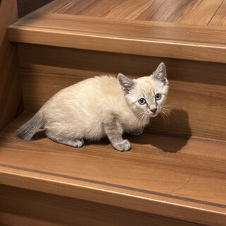 シャム風 男の子 里親様募集中