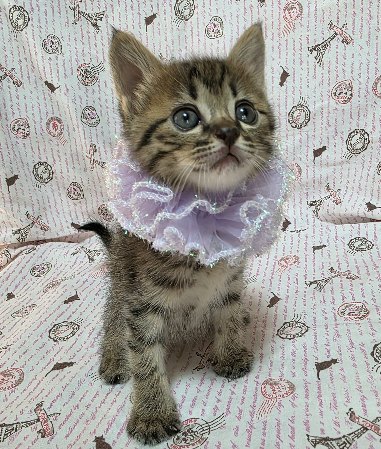 いつもそばにいたい甘えん」東京都 - 猫の里親募集(529866) 1枚目の