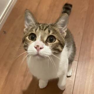 綺麗な顔立ちのめめたろー