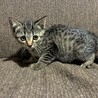 キジ柄 女の子 子猫 里親様募集中 サムネイル2