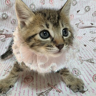 天真爛漫な女の子♡こまち♡