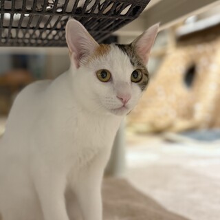 かわいい三毛猫　アメリちゃん