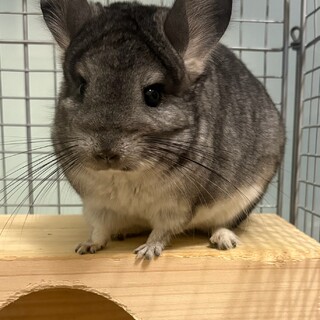チンチラ グレー 女の子 里親募集