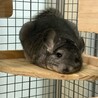 チンチラ グレー 女の子 里親募集 サムネイル2