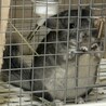 チンチラ グレー 女の子 里親募集 サムネイル3