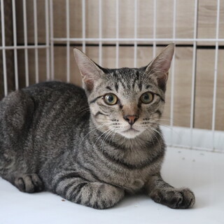 人慣れ修行中だけど食いしん坊なモンくん