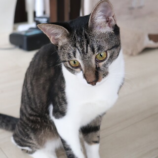 人慣れを頑張って甘えん坊になったシナくん