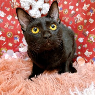 黒猫6ヶ月女の子　元気いっぱいなたらちゃん