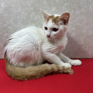 兄弟とも留守番大丈夫！熊が来たら逃げます❤友蔵